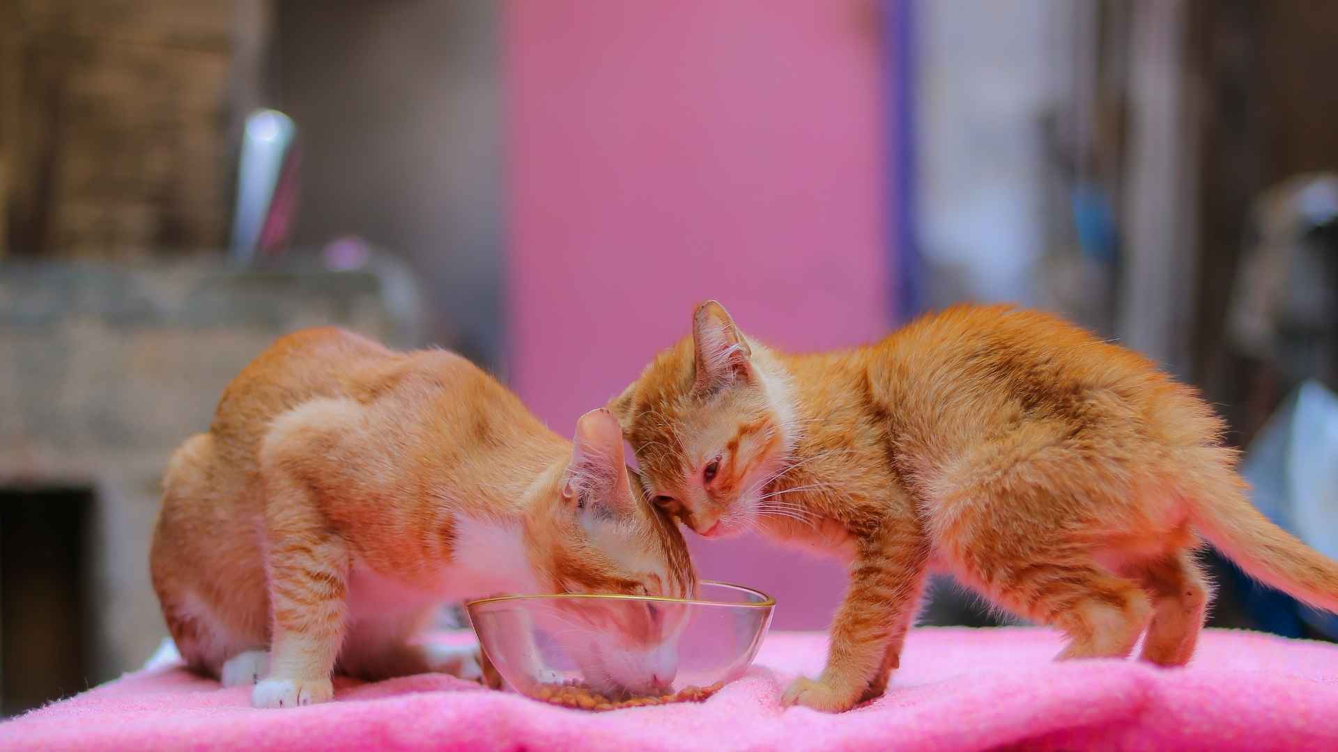 Alimentación para gatitos bebes